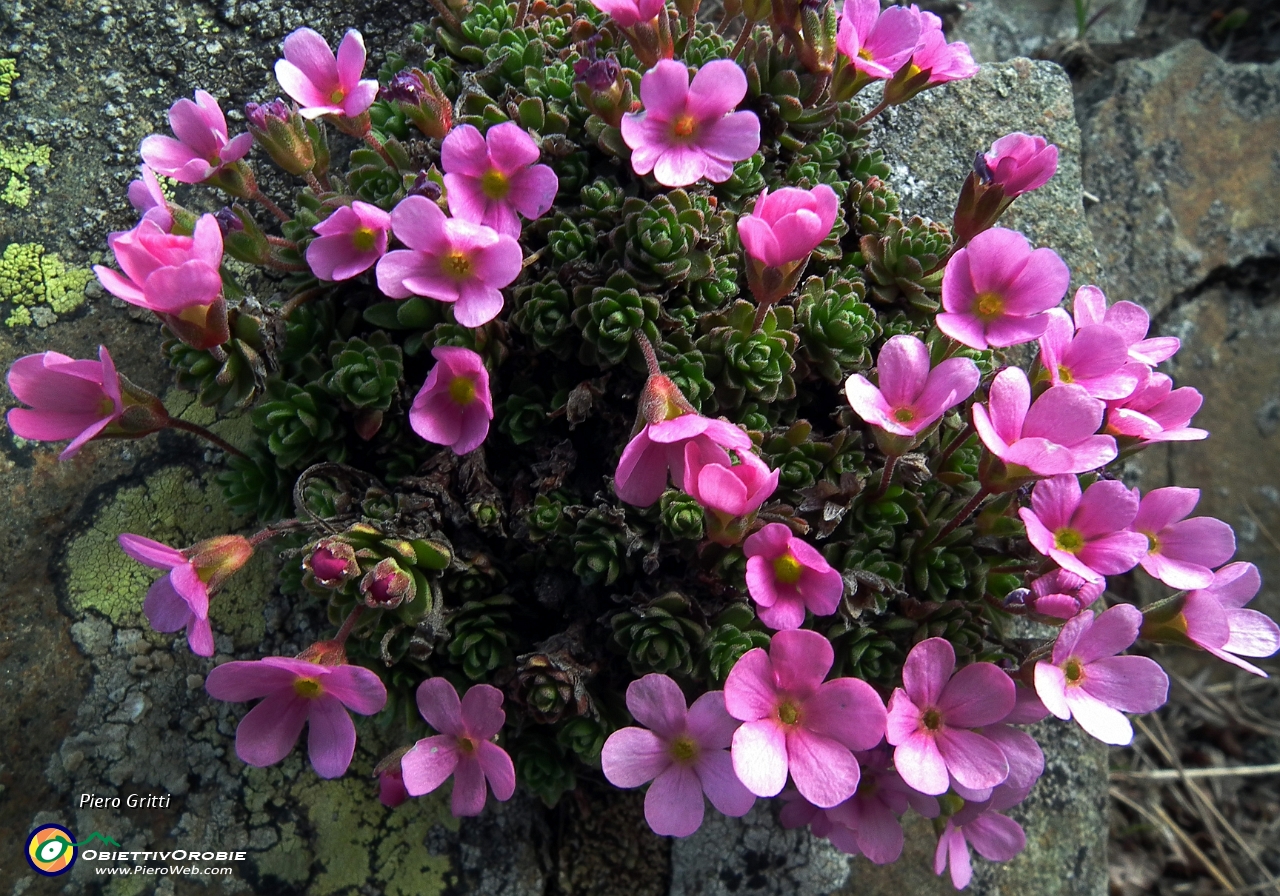 01 Fiori del Monte Azzarini (Fioraro)...androsace alpina.JPG